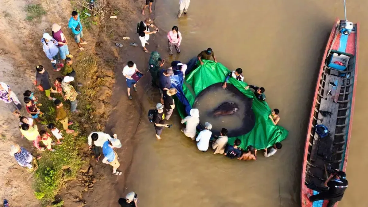 Staunen unter der Wasseroberfläche: Entdeckung des größten Süßwasserfisches der Welt